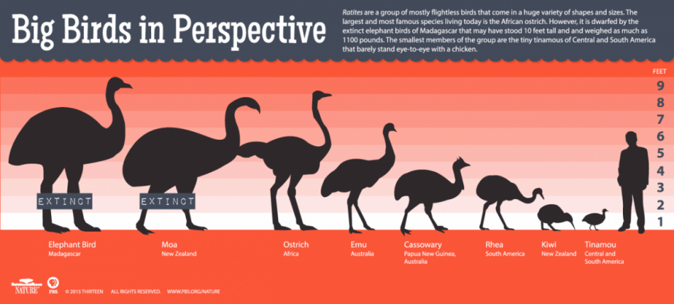 what-is-the-heaviest-bird-in-the-world-chirp-birding-the-social