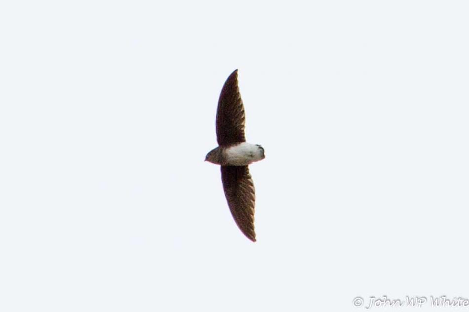 Bohm’s Spinetail in the North of Kruger National Park