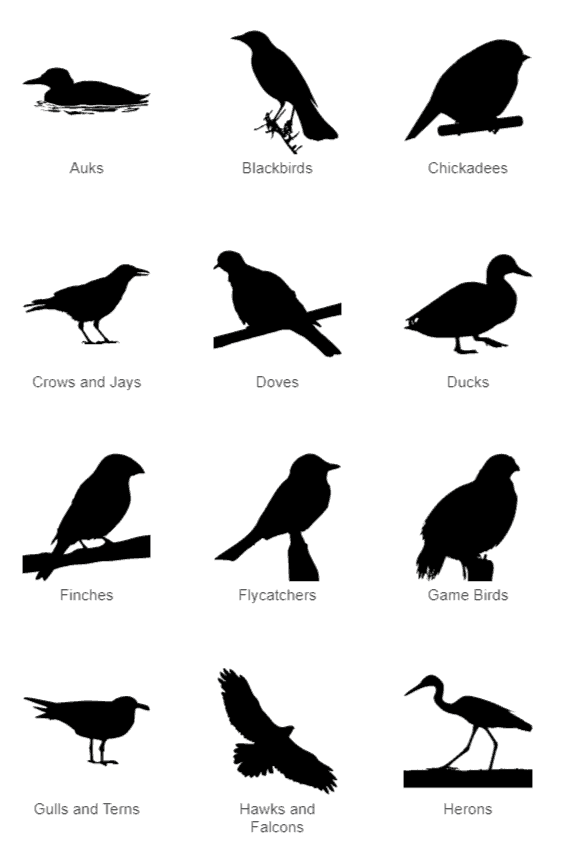 Bird Categories