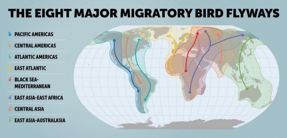 essay on bird migration