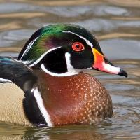 Fredericksburg Birding Club