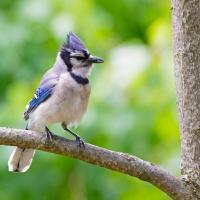 Bird Baths For Sale