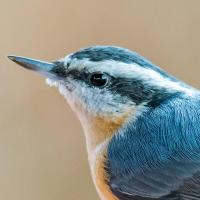 Noble Nuthatch