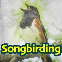 Songbirding Podcast
