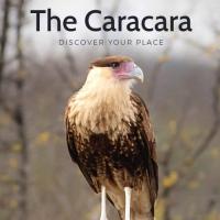 The Caracara