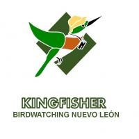 Kingfisher - Birdwatching Nuevo León