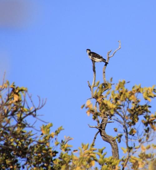African Hawk-Eagle