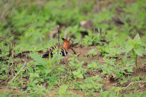 African Hoopoe