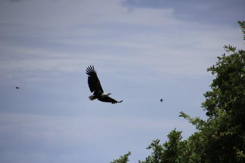 African Fish Eagle