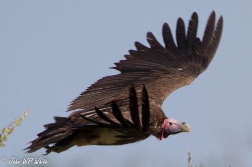 Lappet-faced Vulture