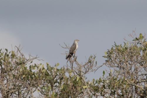 African Cuckoo