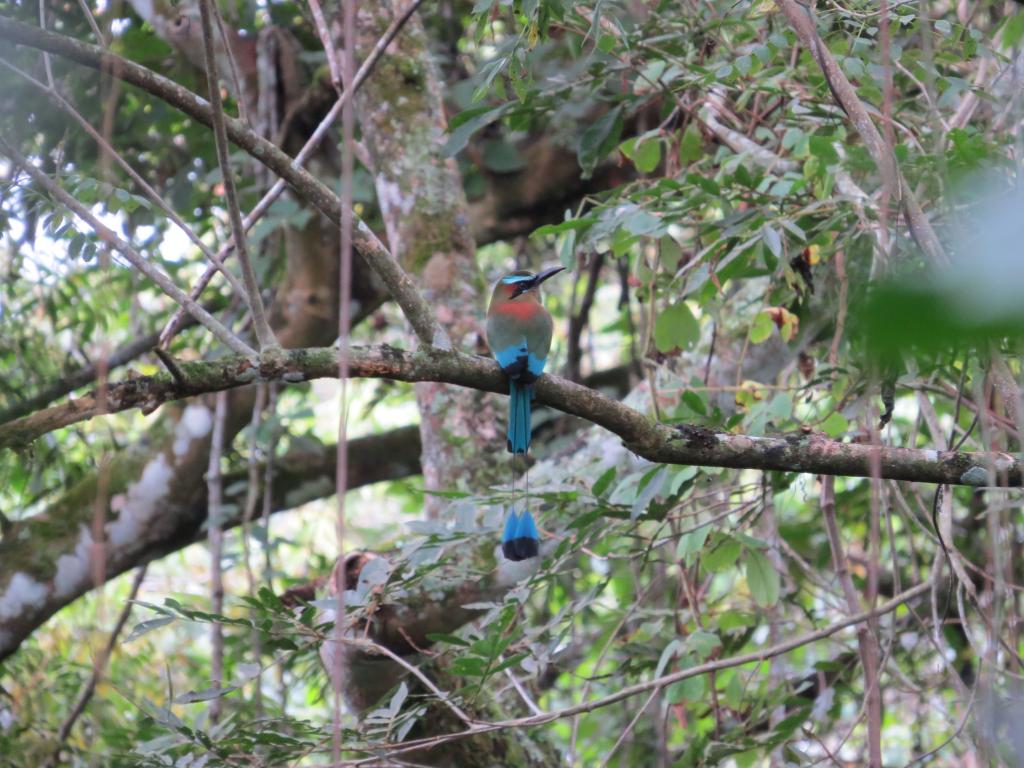 Turquoise -browed Motmot
