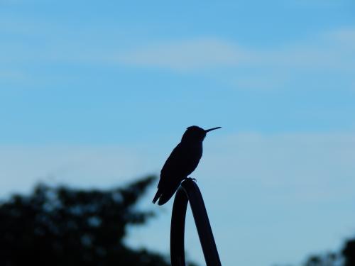 hummingbird silhouette_1