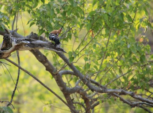 African Hoopoe