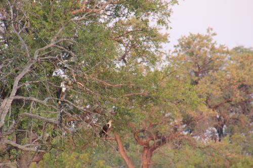 African Fish Eagle