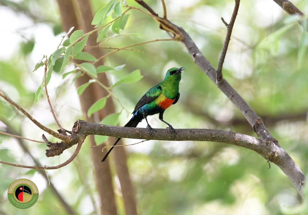Beautiful Sunbird (wm fb)