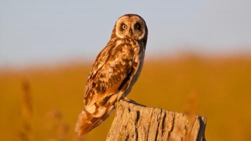 Pueo (Short-eared Owl)