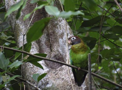 Brown-hooded Parrot_2