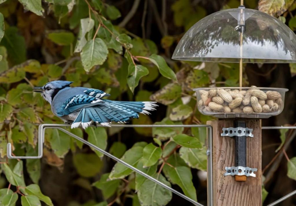 Jim Bond Male Alberta Canada Chirp Birding