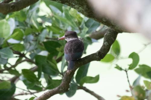 Brown-hooded Kingfisher