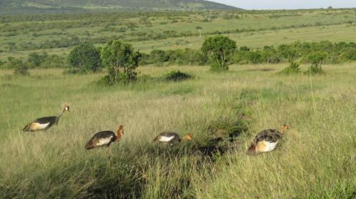 Grey Crowned Crane