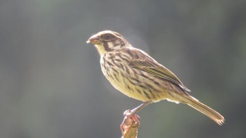 Streaky Seedeater