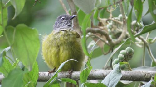 Olive-breasted Mountain Greenbul