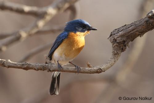AA_birding in  india