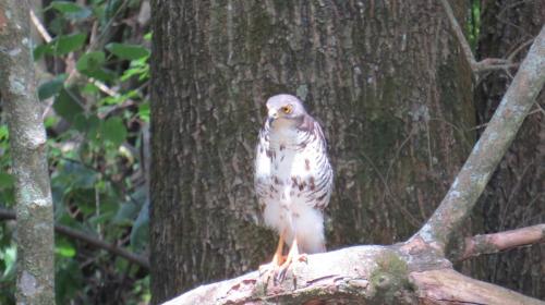 African Goshawk