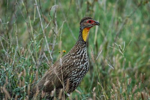 Yellow-necked Spurfowl