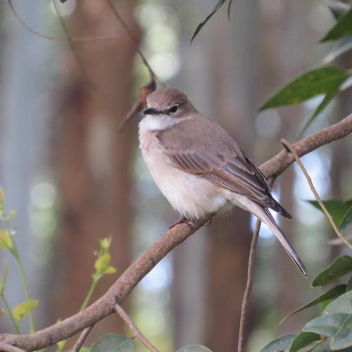 Pale Flycatcher