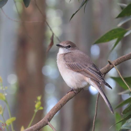 Pale Flycatcher
