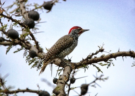 Nubian Woodpecker