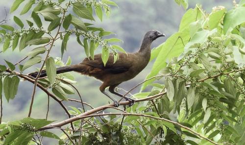 Honduran Backyard Birds