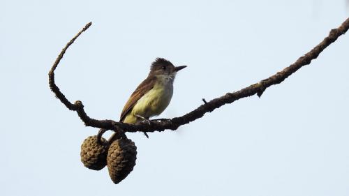 Honduran Backyard Birds