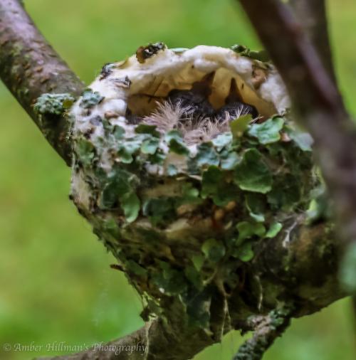 Ruby-throated Hummingbird