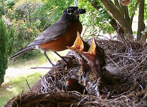 robin nest 2