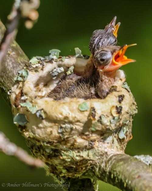 Ruby-throated Hummingbird