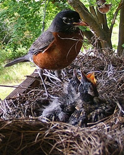 robin nest 3