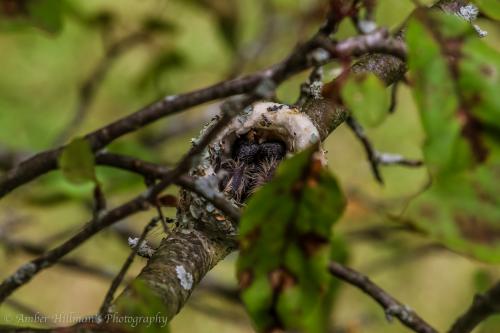 Ruby-throated Hummingbird