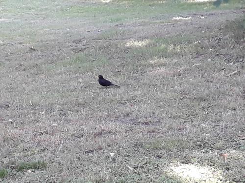 Common Blackbird
