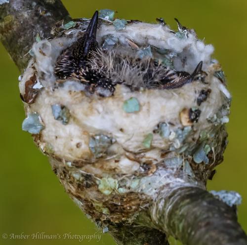 Ruby-throated Hummingbird
