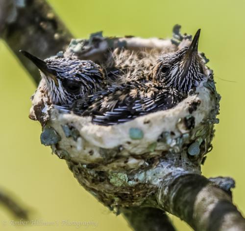 Ruby-throated Hummingbird