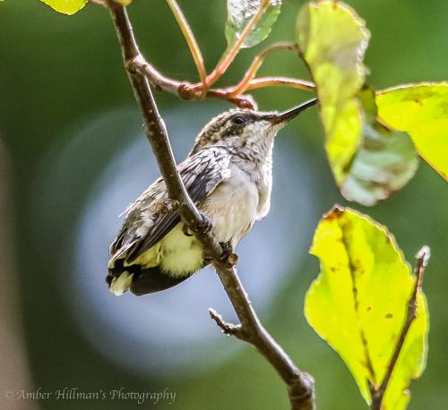 Ruby-throated Hummingbird