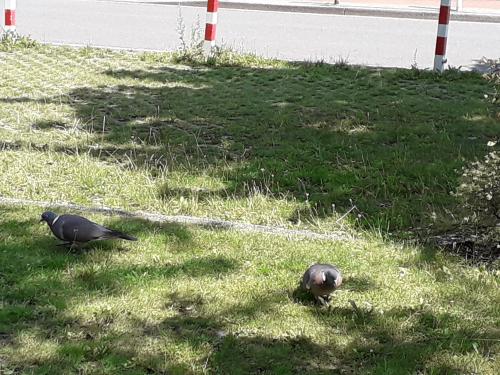 Common Wood Pigeon