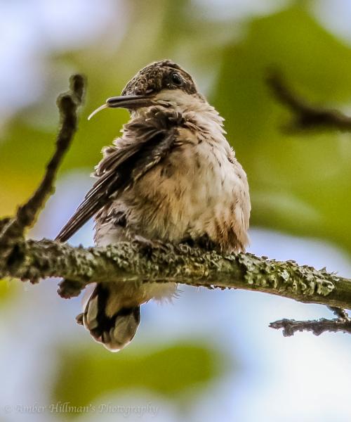 Ruby-throated Hummingbird