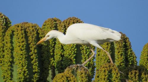Cattle Egret