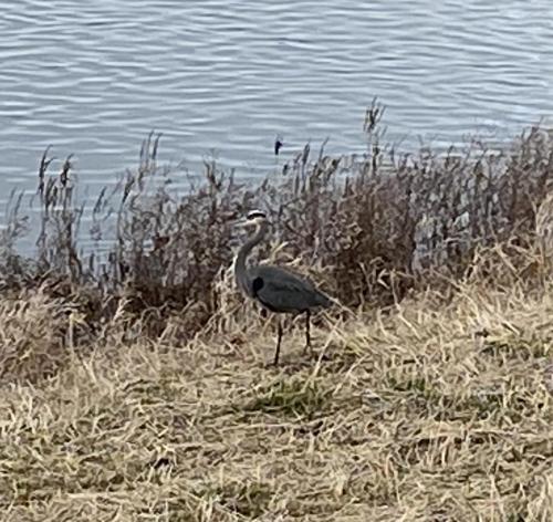 Heron on Great Miami, Dayton, Ohio, United States