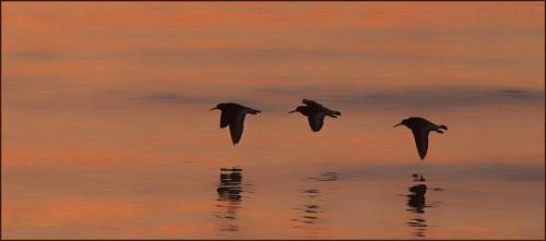 Morning Flight South Gare Oyster Catchers