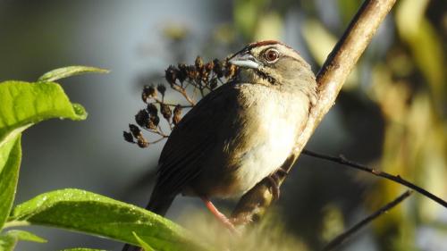 Rusty Sparrow